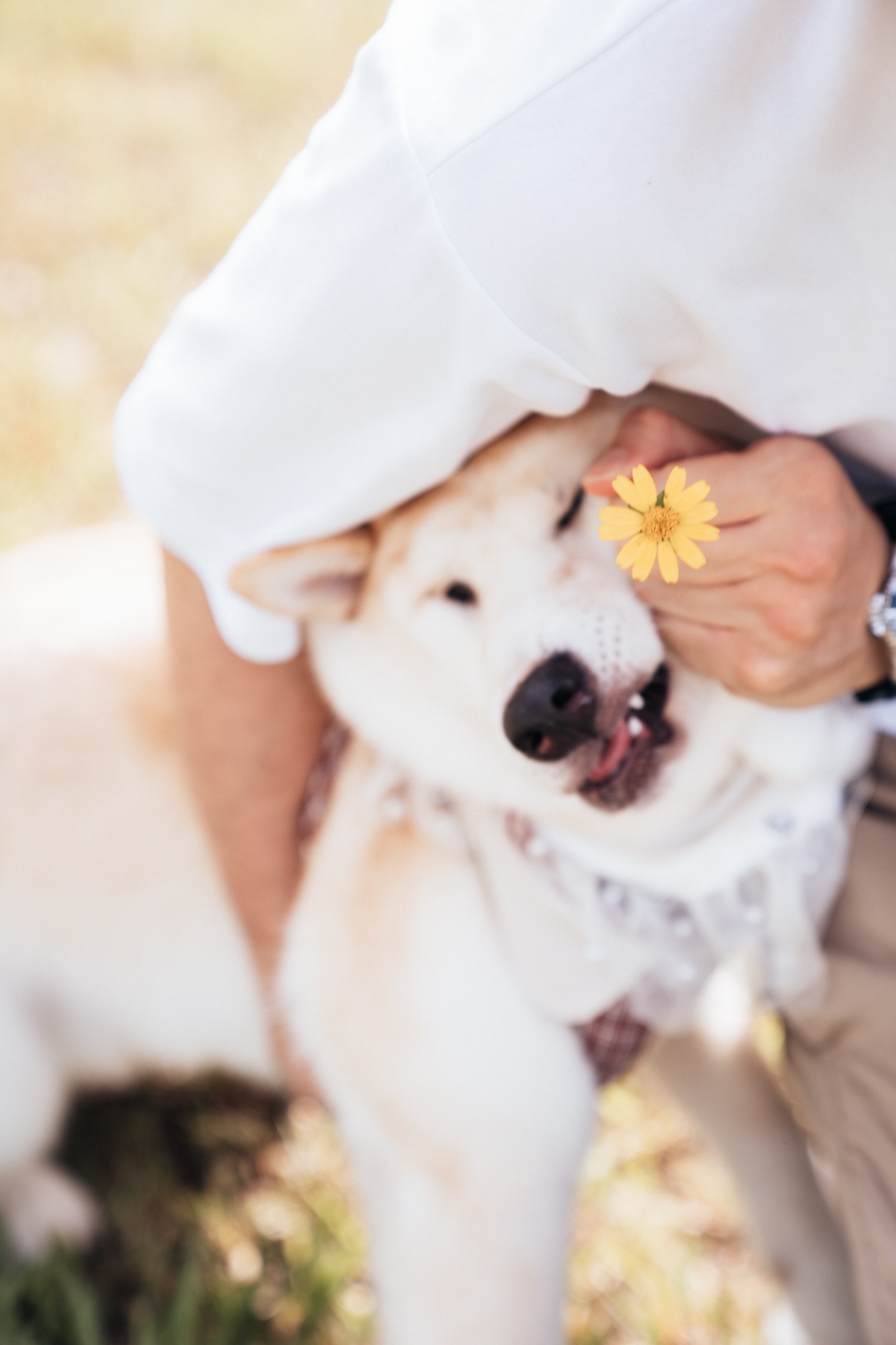 人生大事點少得您｜柴犬｜寵物婚紗攝影｜Petpetpet寵物攝影頻道